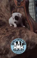 Clipper, a male Jack Russell Terrier for sale in Mount Airy, NC – Photo 1 of 10