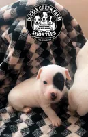 Clipper, a male Jack Russell Terrier for sale in Mount Airy, NC – Photo 10 of 10