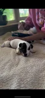 Lil Man, a male Jack Russell Terrier for sale in Mount Airy, NC – Photo 2 of 5