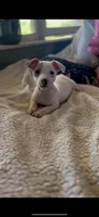 Lil Man, a male Jack Russell Terrier for sale in Mount Airy, NC – Photo 1 of 5