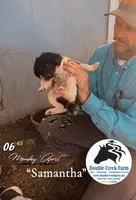 Samantha , a female Aussiedoodle for sale in Mount Airy, NC – Photo 4 of 6