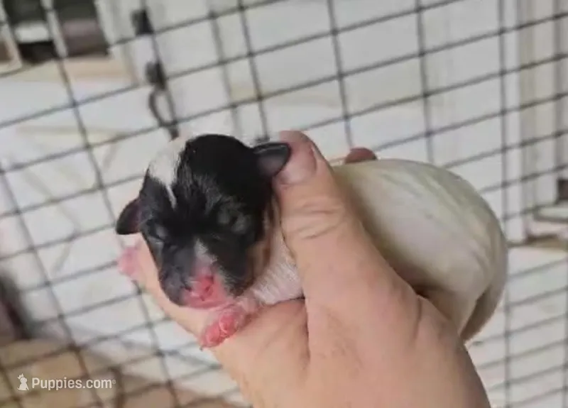 Angel x Bandit Jr girl 2