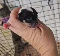 Angel x Bandit Jr girl 2, a female Jack Russell Terrier for sale in Mount Airy, NC – Photo 4 of 4