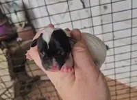 Angel x Bandit Jr girl 2, a female Jack Russell Terrier for sale in Mount Airy, NC – Photo 3 of 4