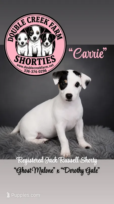 Ghost Malone x Dorothy Gale - Tri Girl – Jack Russell Terrier puppy for sale in Mount Airy, NC