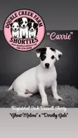 Ghost Malone x Dorothy Gale - Tri Girl, a female Jack Russell Terrier for sale in Mount Airy, NC – 1 of 3