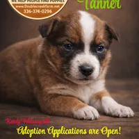 Tanner, a male Australian Cattle Dog and Australian Shepherd for sale in Mount Airy, NC – Photo 1 of 3