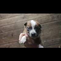 Tanner, a male Australian Cattle Dog and Australian Shepherd for sale in Mount Airy, NC – Photo 3 of 3
