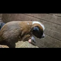 Tanner, a male Australian Cattle Dog and Australian Shepherd for sale in Mount Airy, NC – Photo 2 of 3