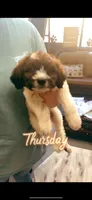 Lil Orange Boy, a male Poodle - Miniature  and Double Doodle for sale in Mount Airy, NC – Photo 1 of 7