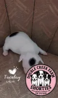 Delilah - Itsys Little Girl, a female Jack Russell Terrier for sale in Mount Airy, NC – 2 of 4