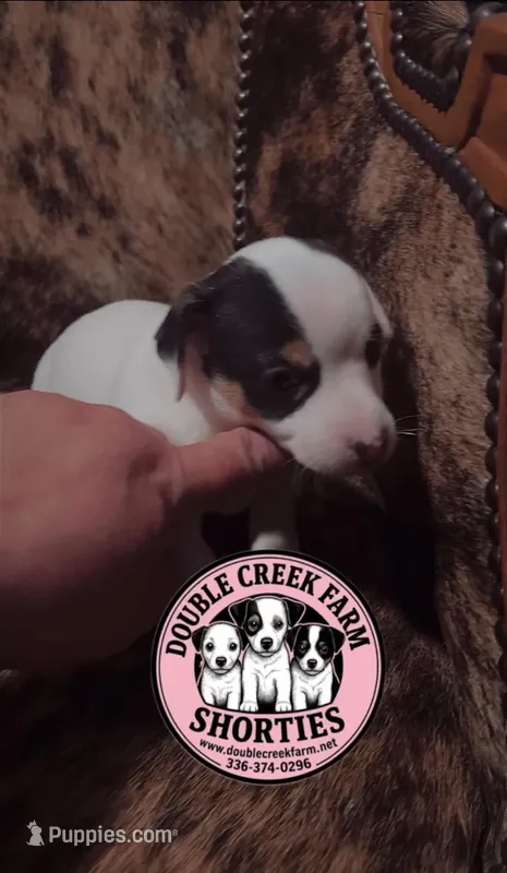 Carrie – Jack Russell Terrier puppy for sale in Mount Airy, NC