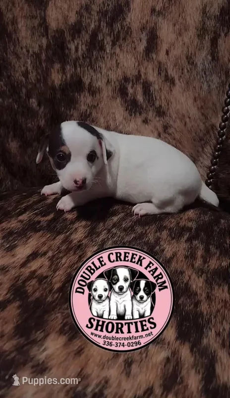 Carrie – Jack Russell Terrier puppy for sale in Mount Airy, NC