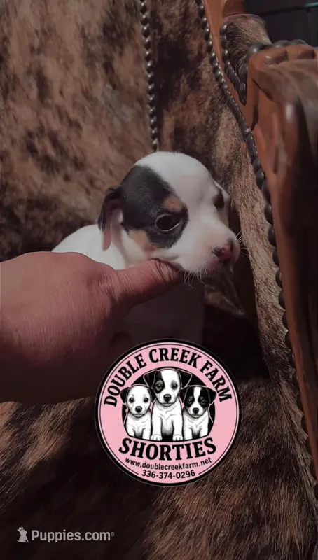 Carrie - beautiful tricolor girl – Jack Russell Terrier puppy for sale in Mount Airy, NC