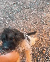 ‘Bastian “Bash” , a male Poodle - Miniature  and Miniature Aussiedoodle for sale in Mount Airy, NC – 1 of 5