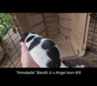 Annabelle, a female Jack Russell Terrier for sale in Mount Airy, NC – Photo 6 of 6