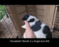 Annabelle, a female Jack Russell Terrier for sale in Mount Airy, NC – Photo 5 of 6