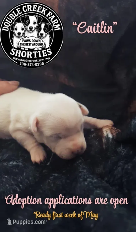 Caitlin – Jack Russell Terrier puppy for sale in Mount Airy, NC