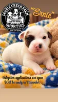 Ernie, a male Jack Russell Terrier for sale in Mount Airy, NC – 1 of 1