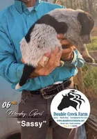 Sassy, a female Aussiedoodle for sale in Mount Airy, NC – Photo 2 of 5