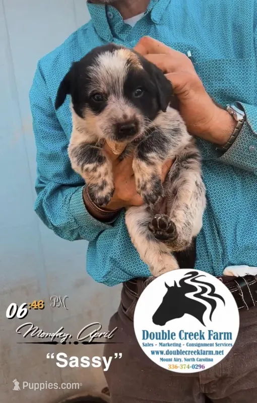 Sassy – Aussiedoodle puppy for sale in Mount Airy, NC