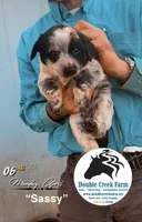 Sassy, a female Aussiedoodle for sale in Mount Airy, NC – Photo 1 of 5