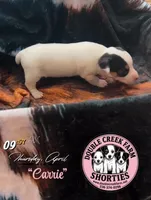 Ms Carrie, a female Jack Russell Terrier for sale in Mount Airy, NC – Photo 9 of 10