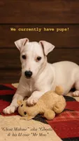 Mystic x Ghostie Upcoming!, a  Jack Russell Terrier for sale in Mount Airy, NC – 3 of 6