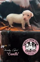 Ms Camille, a female Jack Russell Terrier for sale in Mount Airy, NC – Photo 2 of 9