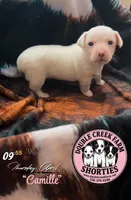 Ms Camille, a female Jack Russell Terrier for sale in Mount Airy, NC – Photo 4 of 9