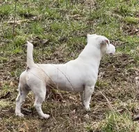 Ms Camille, a female Jack Russell Terrier for sale in Mount Airy, NC – Photo 8 of 9