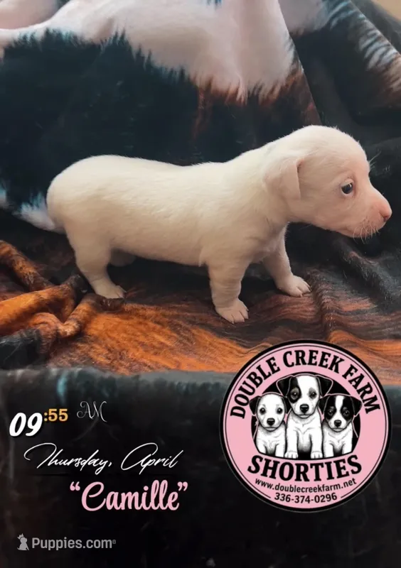 Ms Camille – Jack Russell Terrier puppy for sale in Mount Airy, NC