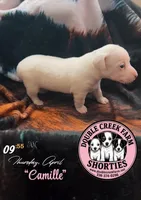 Ms Camille, a female Jack Russell Terrier for sale in Mount Airy, NC – Photo 1 of 9