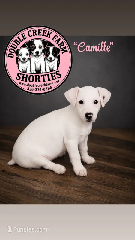 Dorothy Gale x Ghost Malone - nearly solid white girl – Jack Russell Terrier puppy for sale in Mount Airy, NC