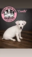 Dorothy Gale x Ghost Malone - nearly solid white girl, a female Jack Russell Terrier for sale in Mount Airy, NC – 1 of 2
