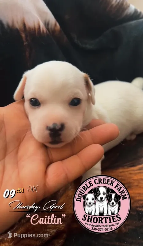 Ms Caitlin – Jack Russell Terrier puppy for sale in Mount Airy, NC
