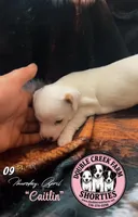 Ms Caitlin, a female Jack Russell Terrier for sale in Mount Airy, NC – Photo 4 of 10