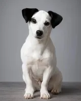 Ms Caitlin, a female Jack Russell Terrier for sale in Mount Airy, NC – Photo 7 of 10