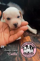 Ms Caitlin, a female Jack Russell Terrier for sale in Mount Airy, NC – Photo 2 of 10