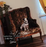 Ms Caitlin, a female Jack Russell Terrier for sale in Mount Airy, NC – Photo 6 of 10