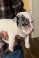 Mystic x Ghostie Upcoming!, a  Jack Russell Terrier for sale in Mount Airy, NC – 2 of 6