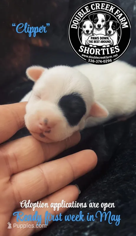 Clipper – Jack Russell Terrier puppy for sale in Mount Airy, NC
