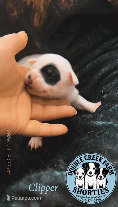 Clipper – Jack Russell Terrier puppy for sale in Mount Airy, NC