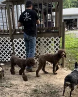 Sarah, a female Aussiedoodle and Miniature Aussiedoodle for sale in Mount Airy, NC – Photo 8 of 9