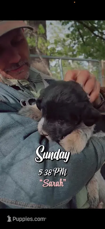 Sarah, a female Aussiedoodle and Miniature Aussiedoodle for sale in Mount Airy, NC – Photo 1 of 9