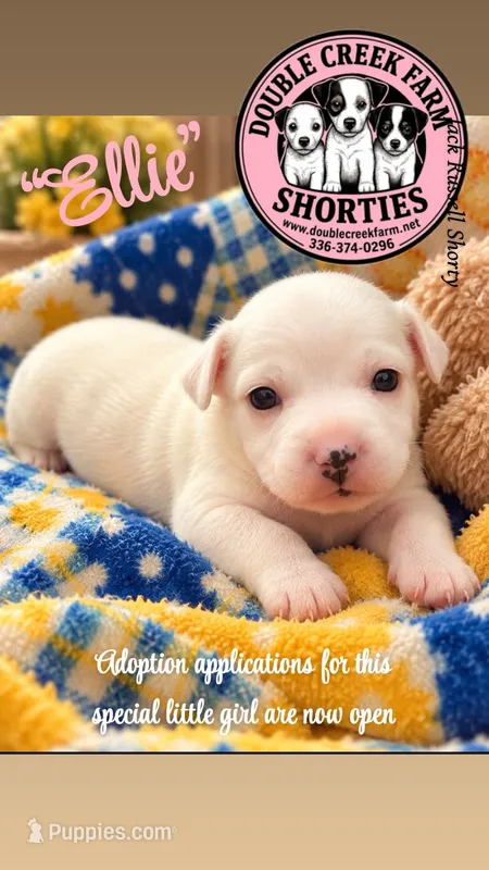 Little Foot "Ellie" – Jack Russell Terrier puppy for sale in Mount Airy, NC