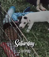 Ghost Malone x Dorothy Gale - Tri Girl, a female Jack Russell Terrier for sale in Mount Airy, NC – 3 of 3