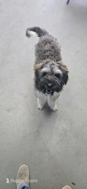 Taffy – Aussiedoodle puppy for sale in Mount Airy, NC