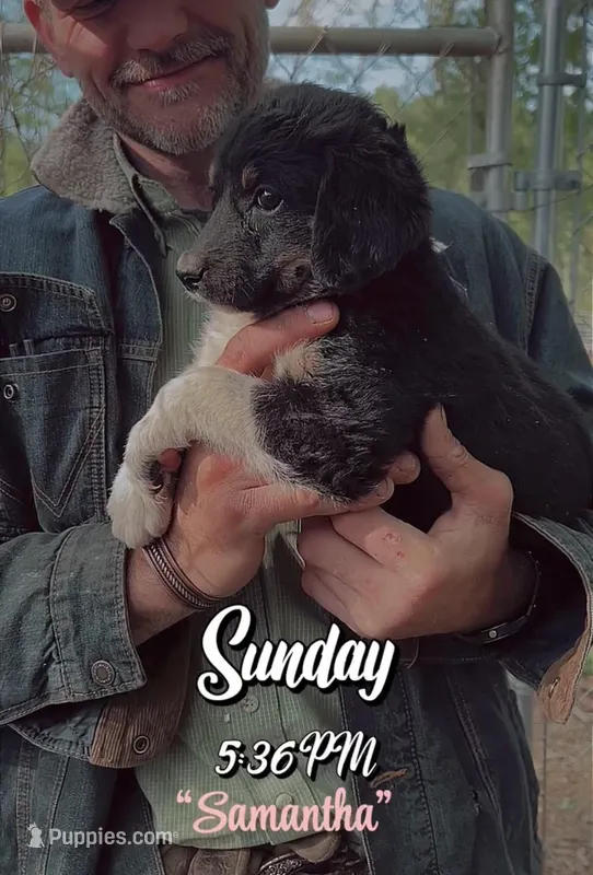 Ms Samantha – Poodle - Miniature , Miniature Aussiedoodle puppy for sale in Mount Airy, NC