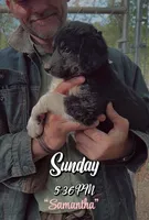 Ms Samantha, a female Aussiedoodle and Miniature Aussiedoodle for sale in Mount Airy, NC – Photo 3 of 8